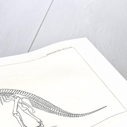 ‘Iguanodon bernissartensis’ by Unknown